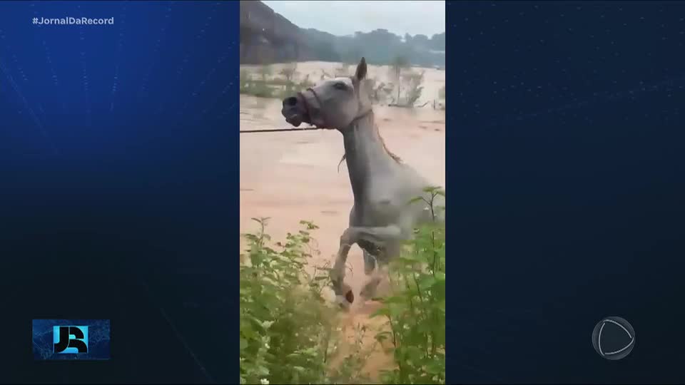 Dois cavalos são resgatados após ficarem ilhados por pelo menos 12 horas no norte de MG