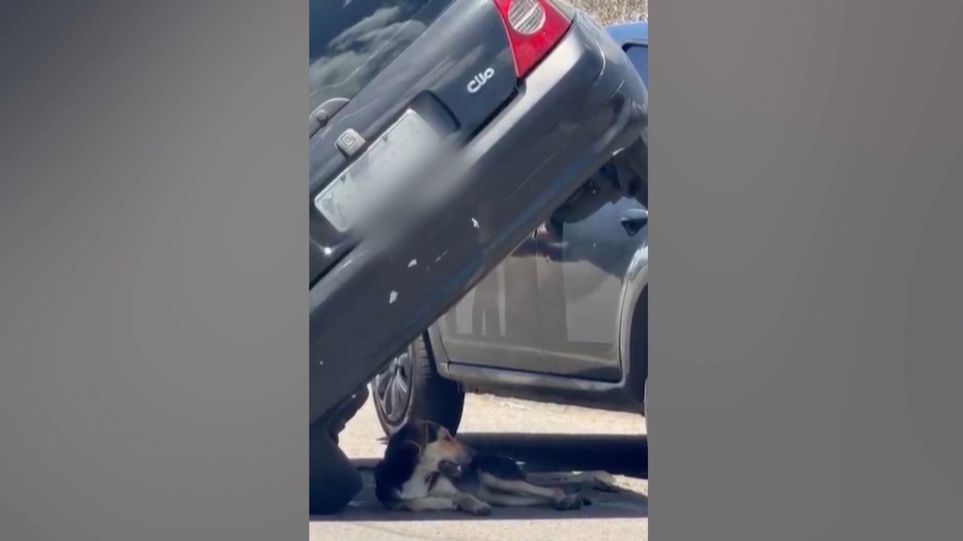 Cachorro vive perigosamente e descansa na sombra de dois carros batidos no Paraná