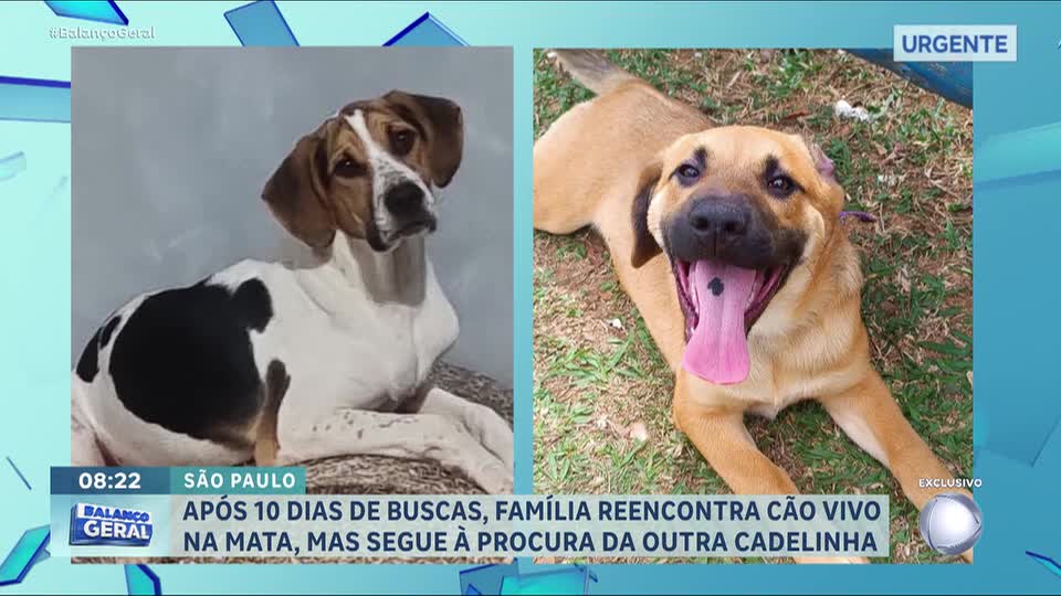 Família reencontra cão após dez dias de busca, mas continua à procura de cadela em SP