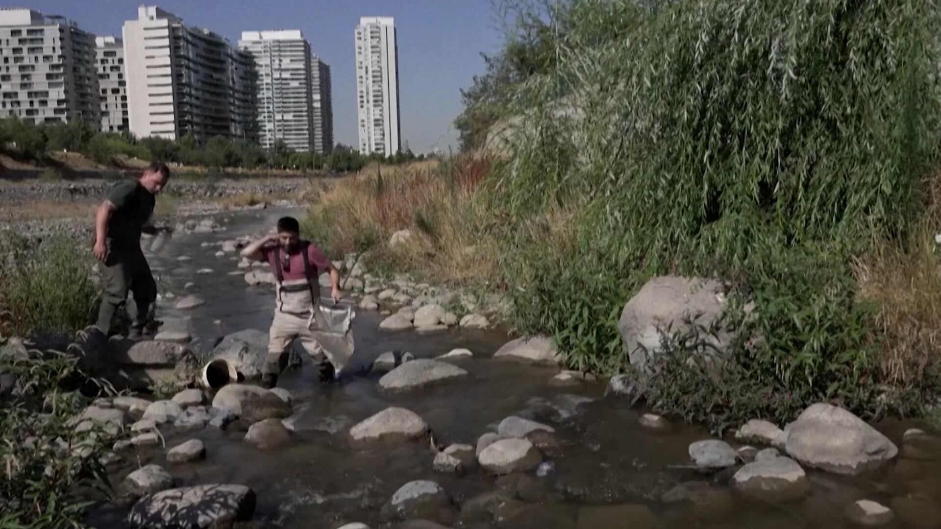 Recuperação de rio no Chile devolve vida ao ecossistema