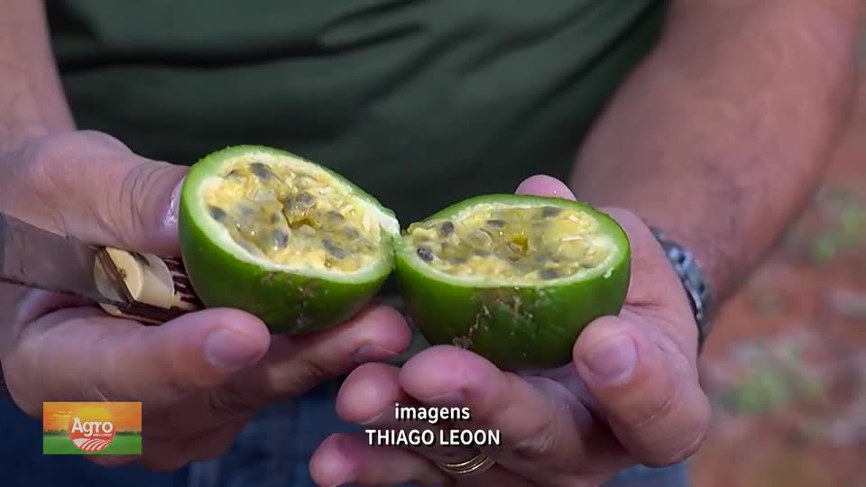 Maracujá Pérola do Cerrado: fruto resistente ao clima e saboroso, resultado de anos de pesquisa