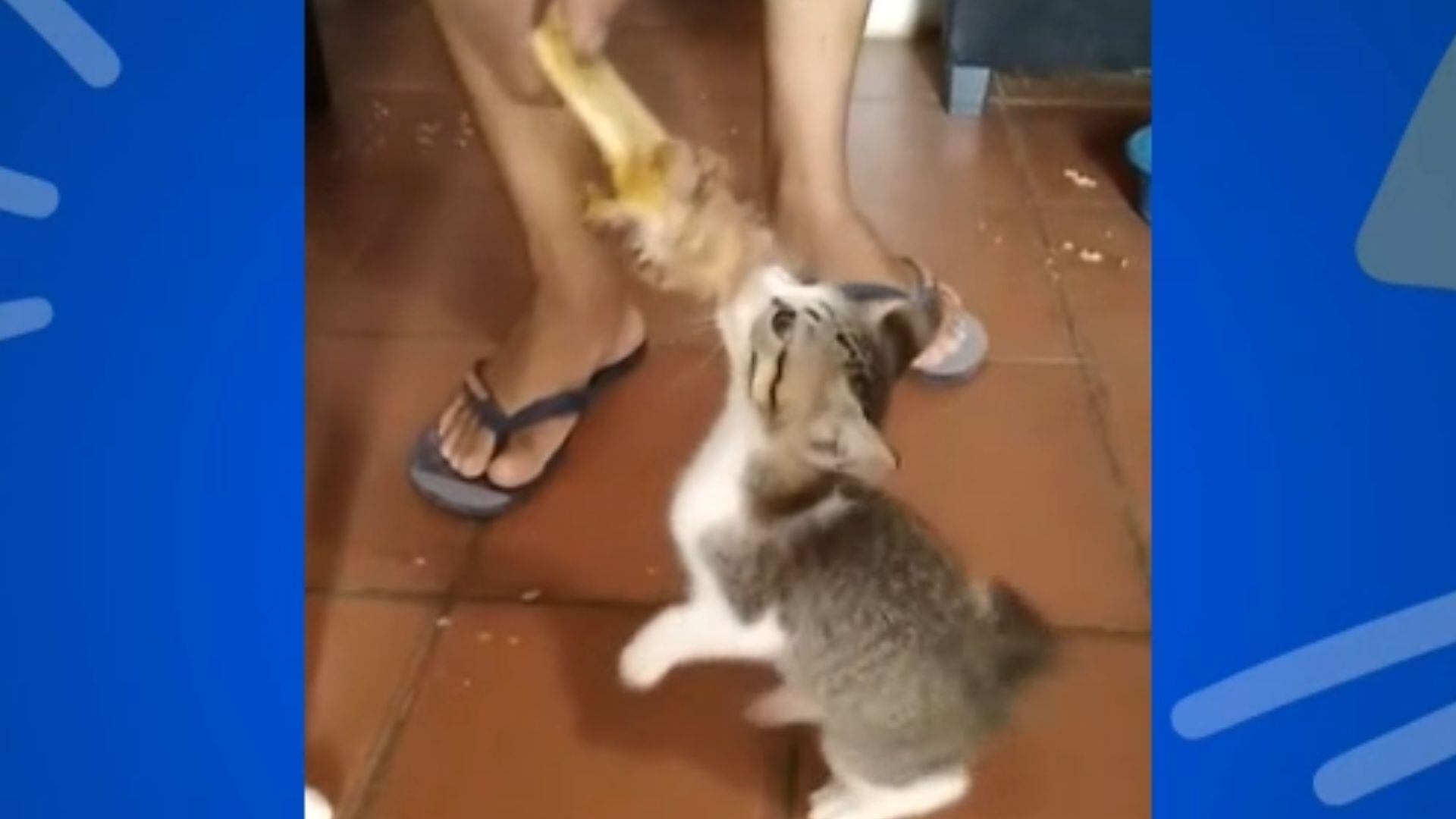 Confira os destaques do 'Soltando os Bichos' deste domingo (25)