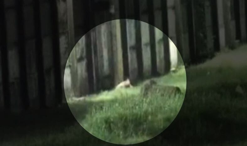 Presos rendem policial penal e tentam fugir do Complexo de Gericinó; veja o vídeo