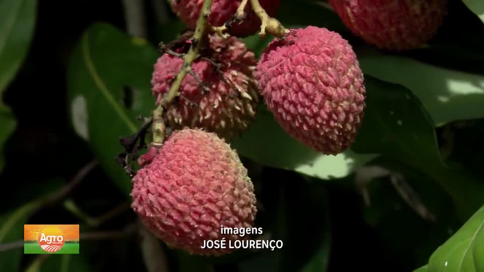Lichia: fruta tem potencial para expansão no DF, mesmo com a procura maior no fim do ano