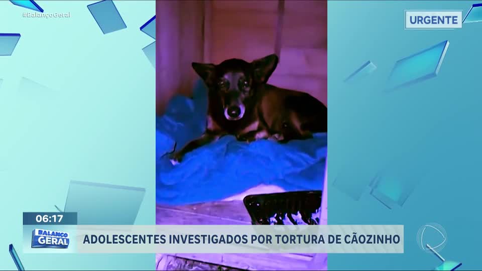 Adolescentes são investigados por matarem cão em praia de Florianópolis (SC)