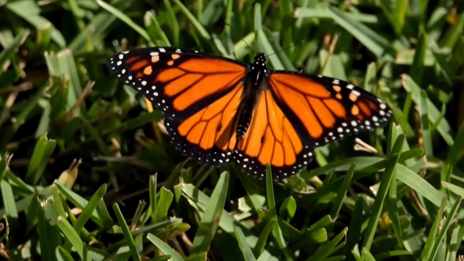 Nova tecnologia ajuda a rastrear migração de borboletas