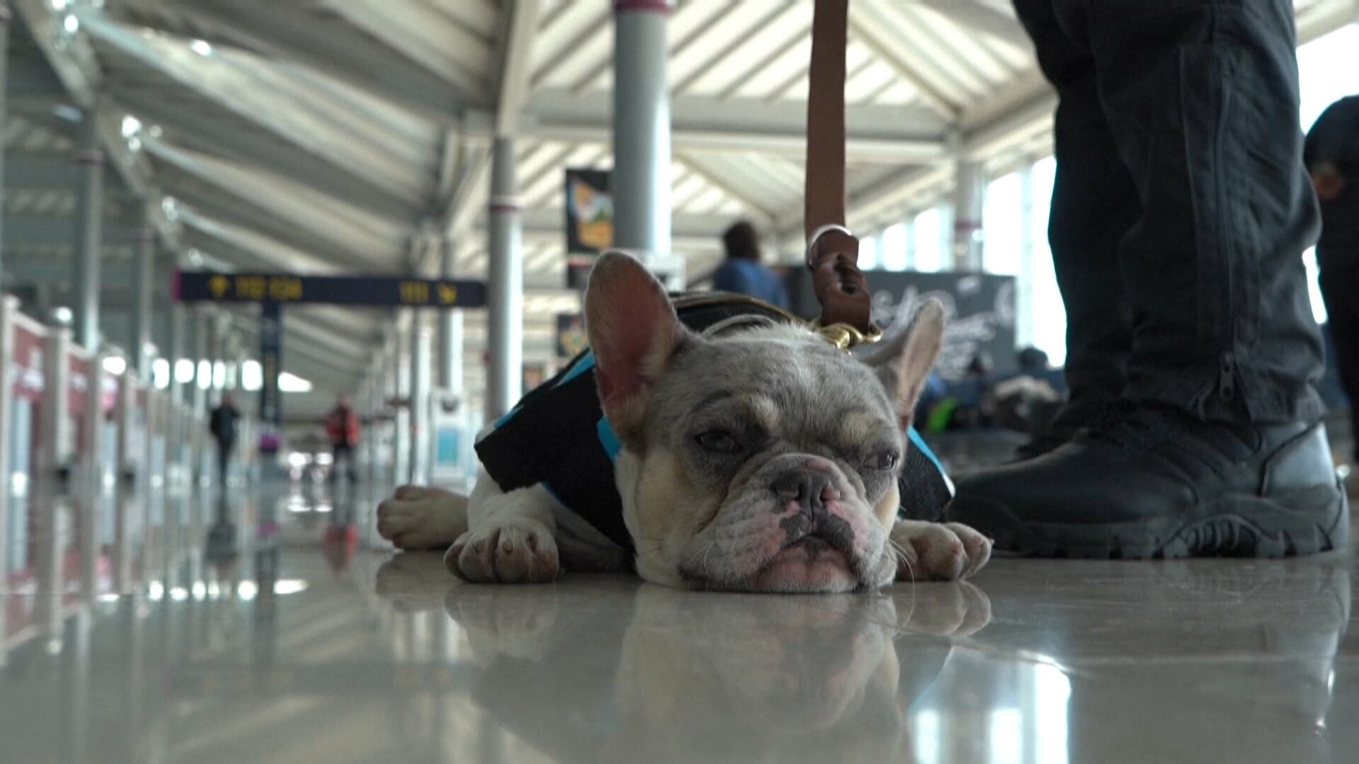 Cachorros oferecem apoio emocional em aeroporto mexicano