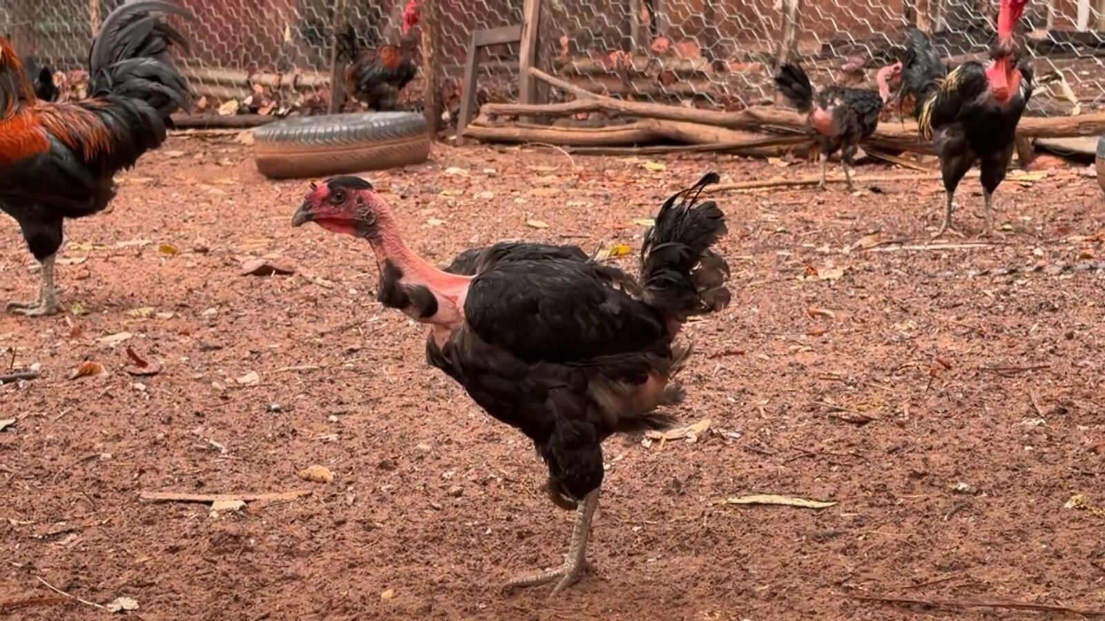 Espécie de ave tem despertado o interesse de produtores rurais