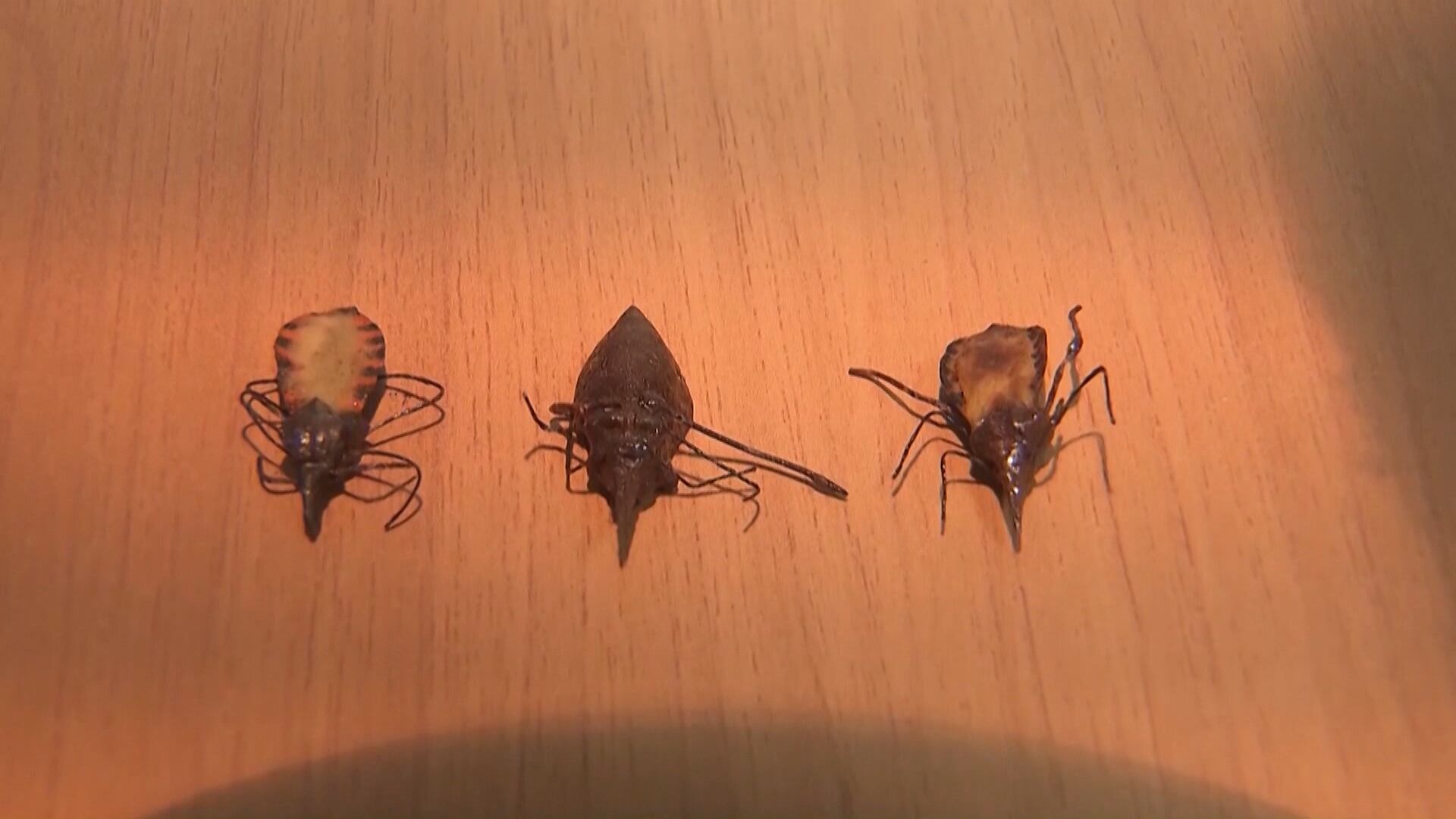 Ministério da Saúde monitora surto de doença de Chagas