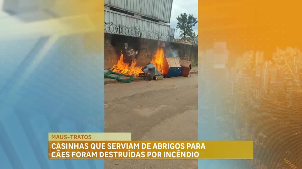 Casinhas que serviam de abrigos para cães foram destruídas por incêndio em Nova Lima (MG) 