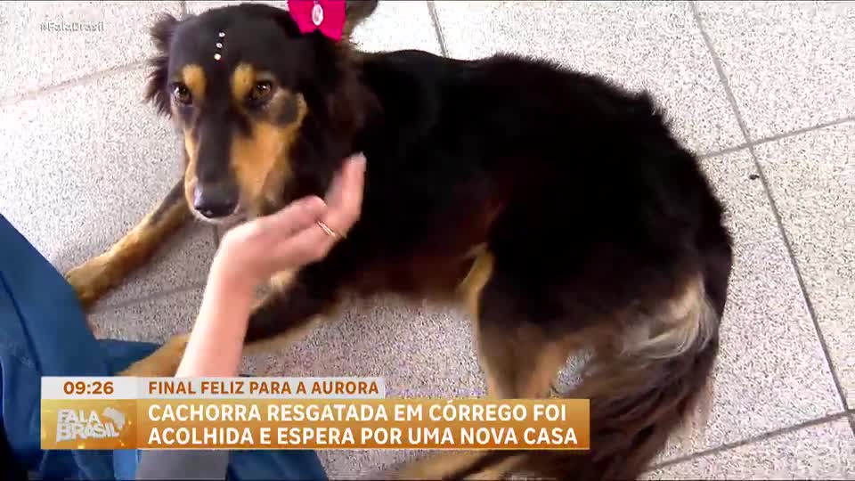 Cachorra resgatada de córrego na Grande São Paulo é acolhida e espera por um novo lar