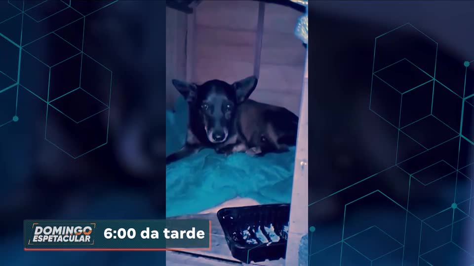 Domingo Espetacular mostra como era a vida do cachorrinho Orelha antes de ser espancado e morto