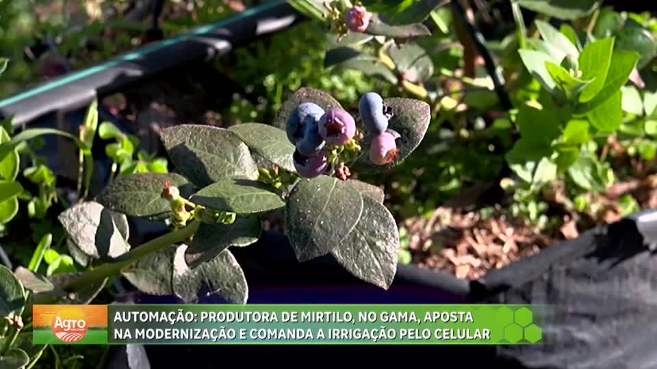 Produtores do DF automatizam irrigação na produção de mirtilo