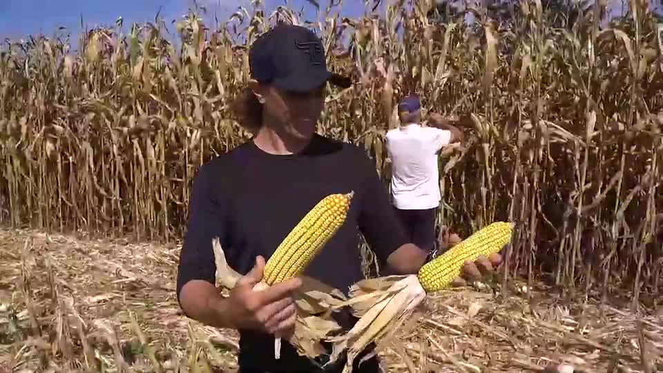 Santa Catarina colhe uma das melhores safras de milho dos últimos anos