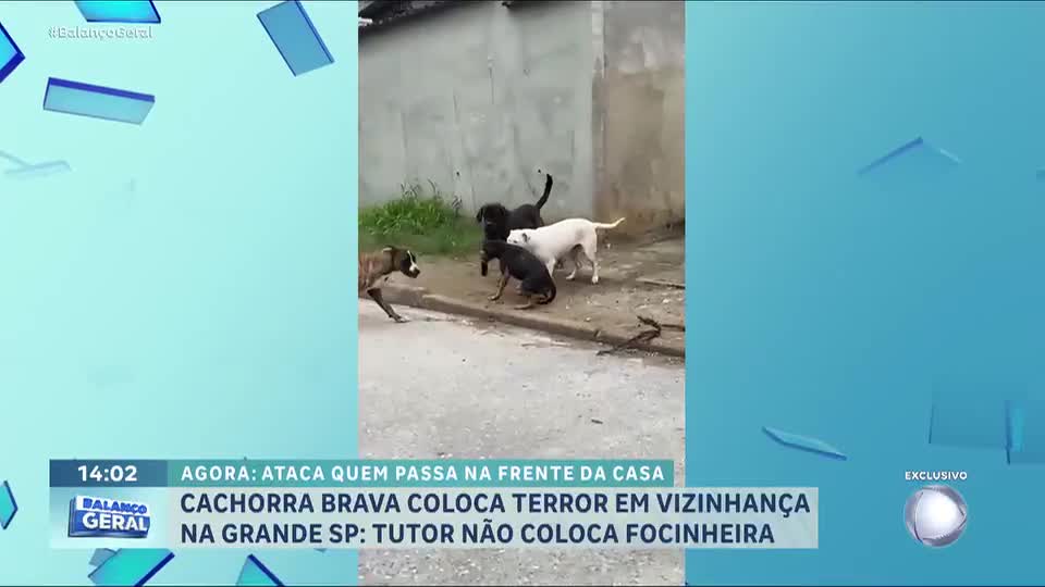 Cachorra agressiva causa pânico ao atacar animais e pedestres em Juquitiba (SP)