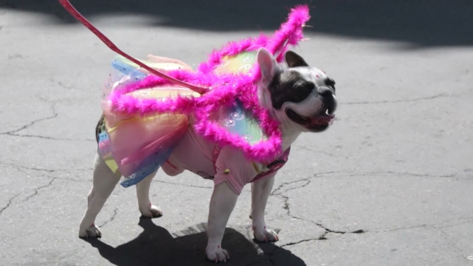 Cães fantasiados desfilam em festival de rua na Bolívia