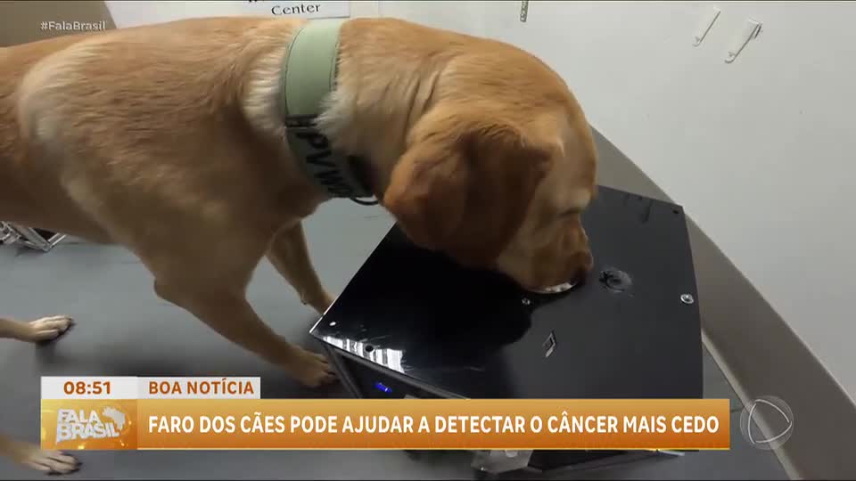 Boa Notícia: Cães são treinados para detectar câncer em pesquisa nos EUA