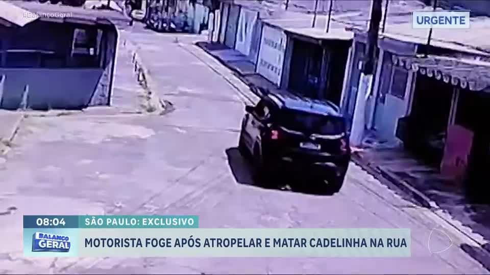 Motorista atropela cadela e vai embora sem prestar ocorro na zona sul de São Paulo