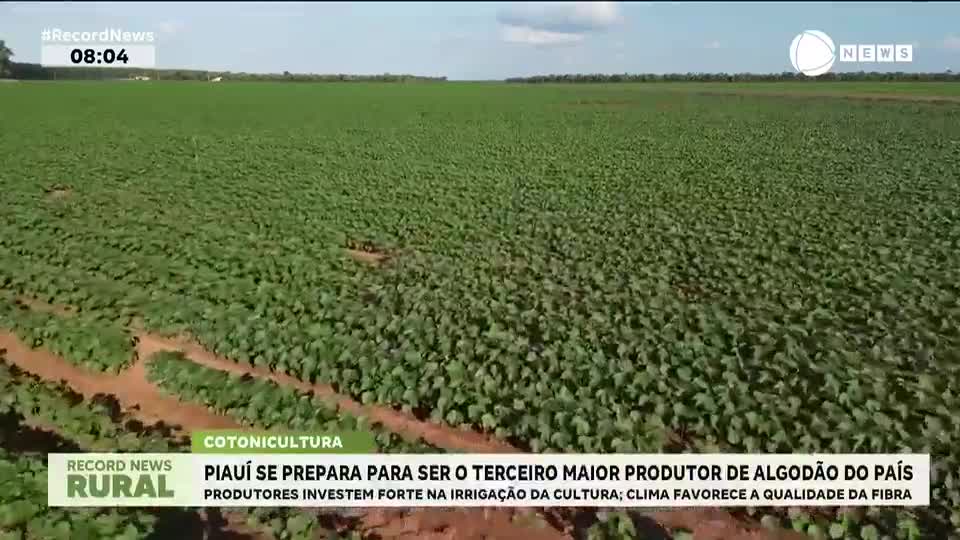 Piauí se prepara para ser o terceiro maior produtor de algodão do país