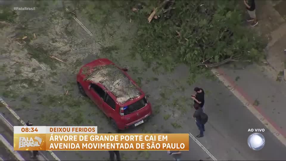 Árvore de grande porte é removida após queda em São Paulo