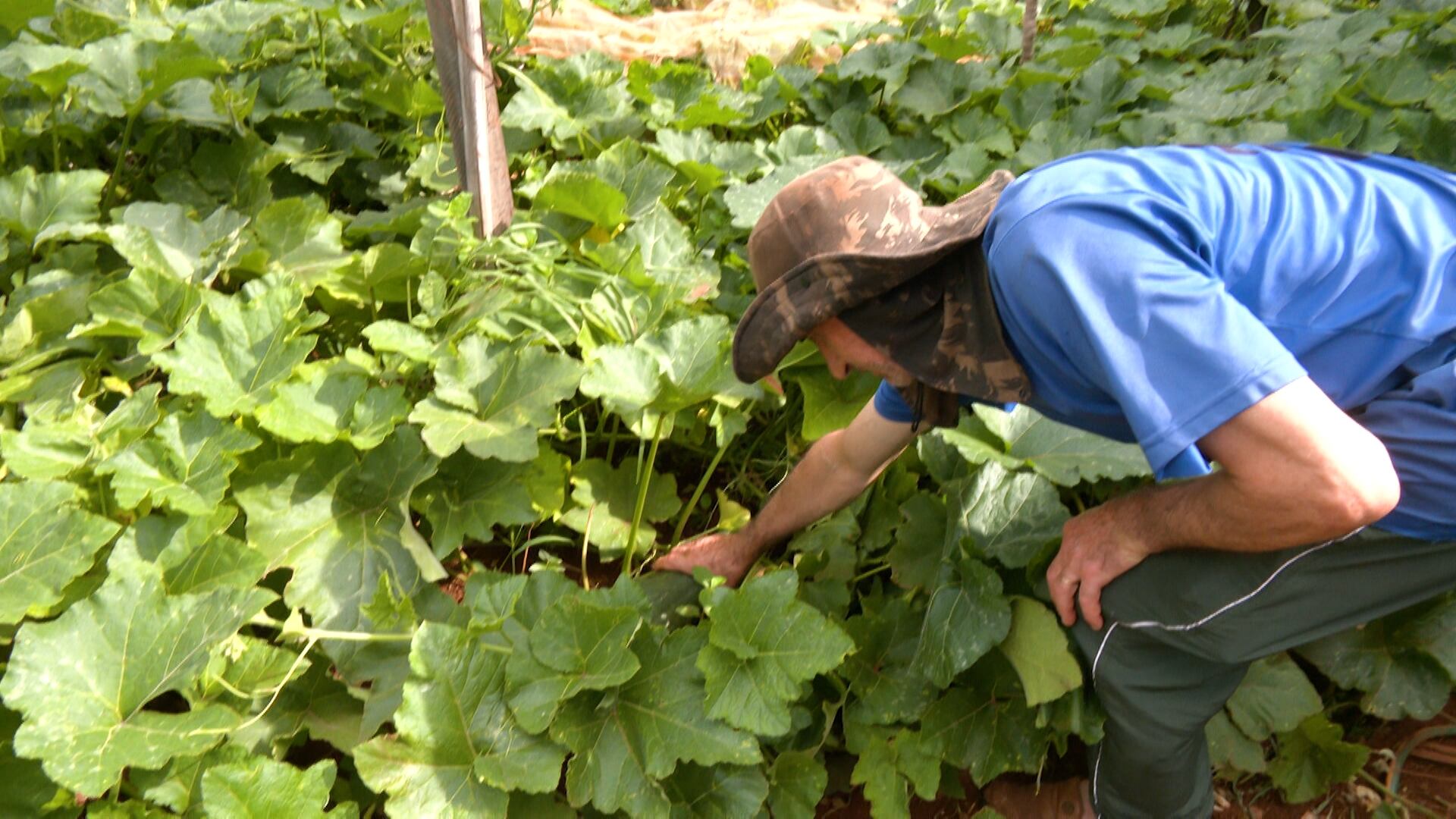 Produtor planta variadas culturas em espaço reduzido