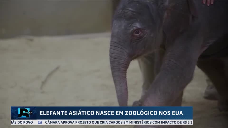 Filhote de elefante asiático nasce em zoológico de Washington pela primeira vez em 25 anos