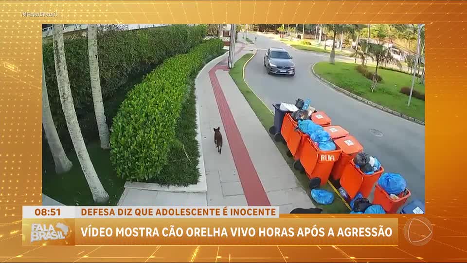 Vídeo mostra cão Orelha caminhando após agressão