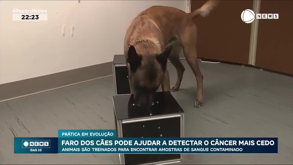 Cachorros aprendem a identificar odores cancerígenos no sangue