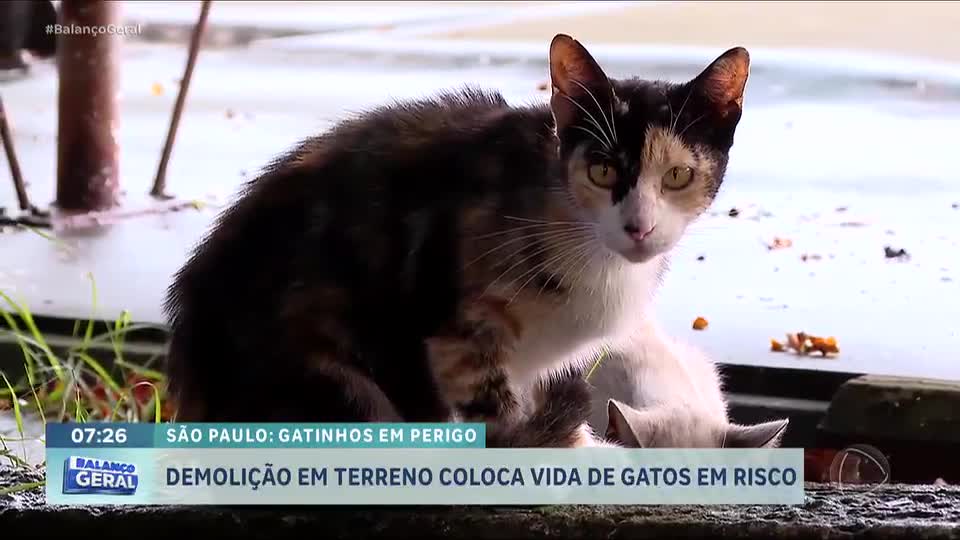 Demolição de terreno ameaça colônia de gatos na zona leste de São Paulo