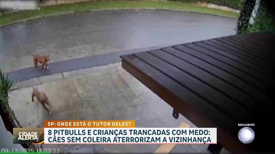 Homem deixa oito pitbulls de estimação andarem sem coleira e causa briga entre vizinhos 