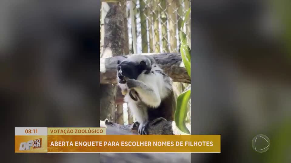 Zoo de Brasília faz enquete para escolher nomes de filhotes de sagui