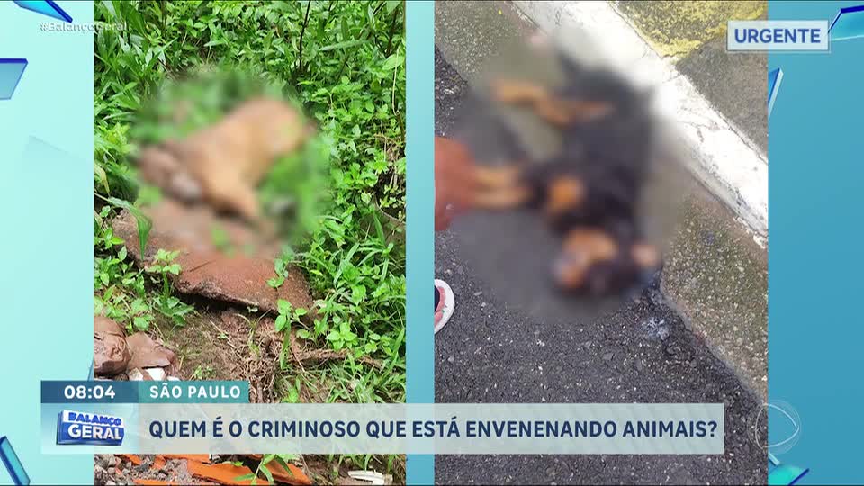 Homem misterioso envenena cachorros em bairro da zona sul de São Paulo