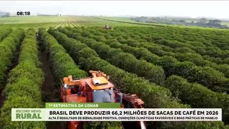 Brasil deve produzir 66,2 milhões de sacas de café em 2026