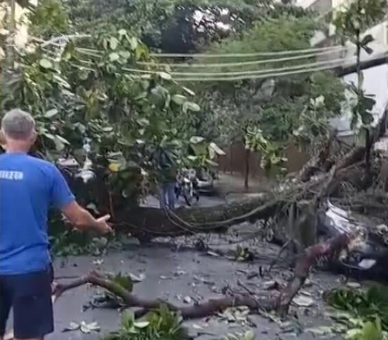 Árvore cai, danifica carro e interdita rua na Tijuca, zona norte do Rio