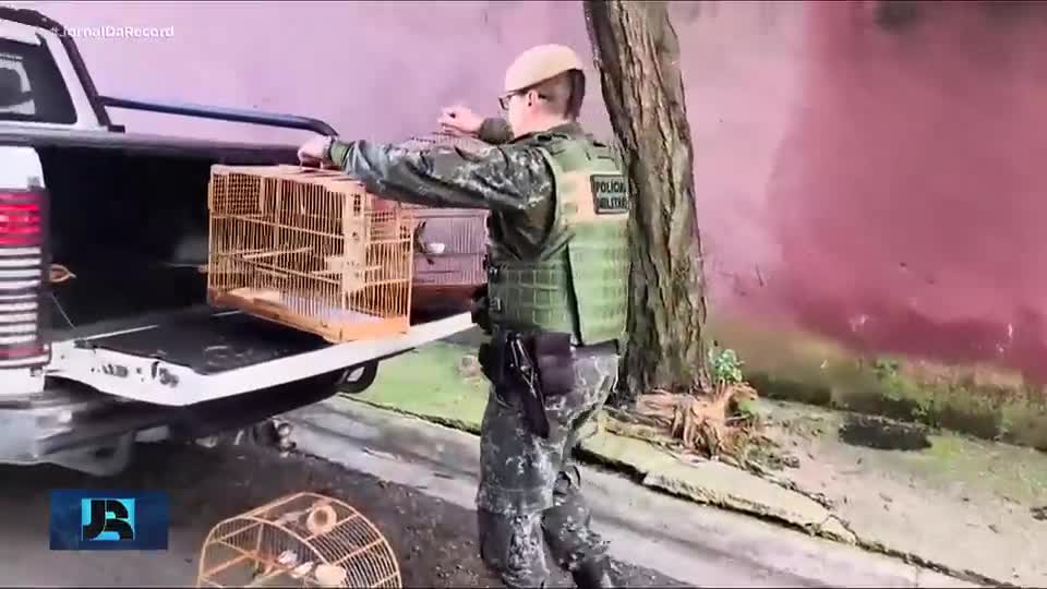 Operação da Polícia Ambiental resgata mais de 30 aves em SP