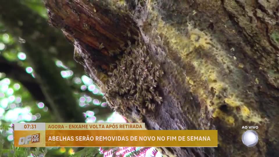 Abelhas em posto de saúde na Asa Norte (DF) serão removidas novamente no fim de semana