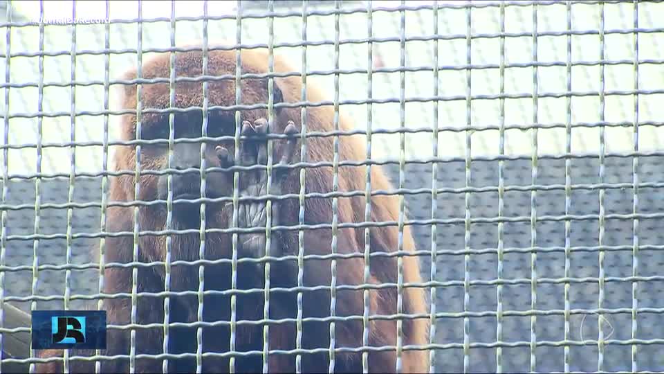 SP: após três anos sob cuidados, família de macacos-bugios é solta no Parque da Cantareira