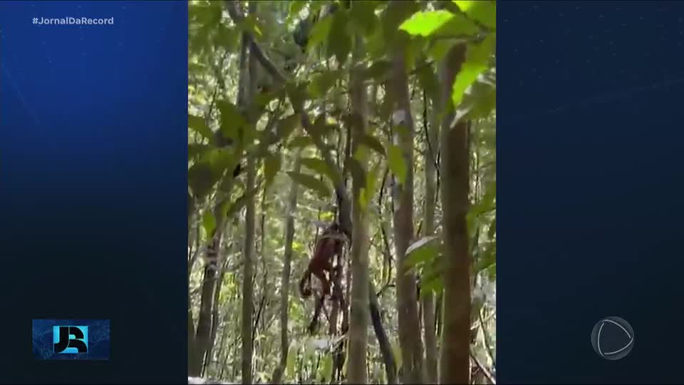 Família de macacos-bugios é levada para parque estadual em SP