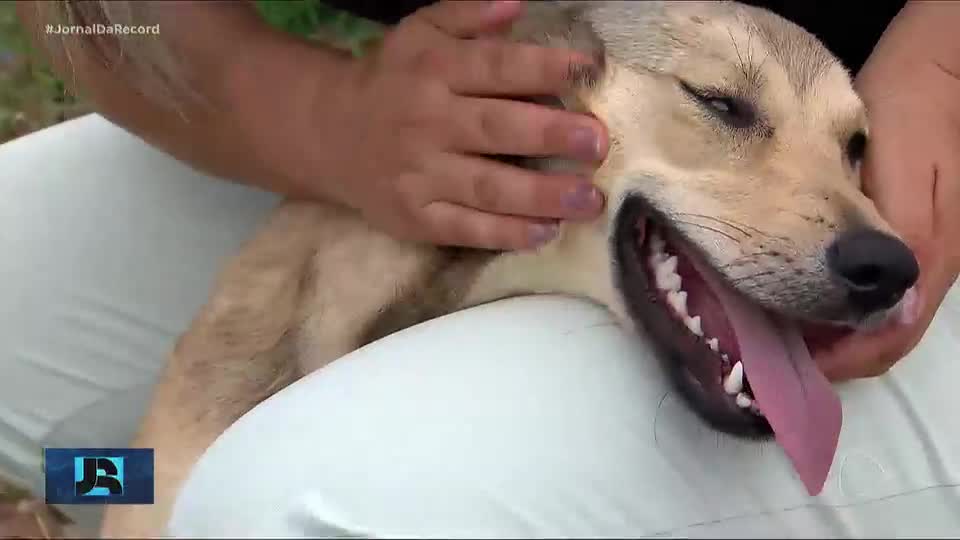 Polícia pede a prisão de homem suspeito de envenenar e matar cães dos vizinhos em MG
