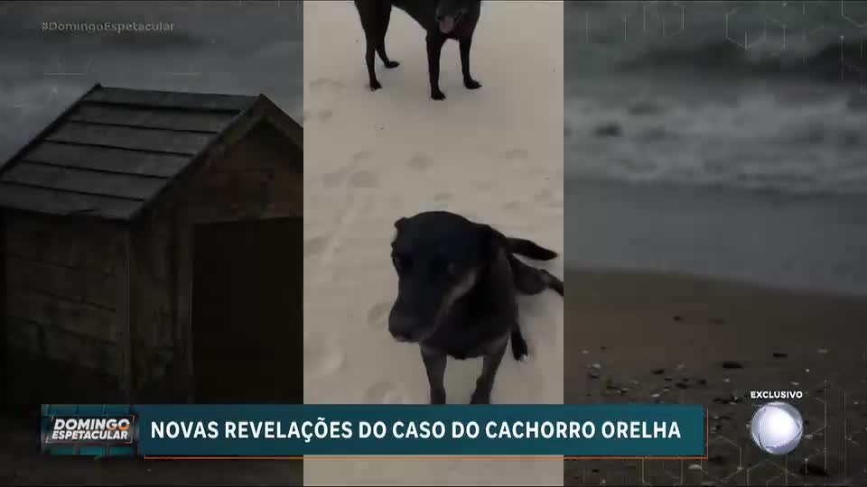 Justiça exige passaporte de suspeito de violência contra o cão Orelha