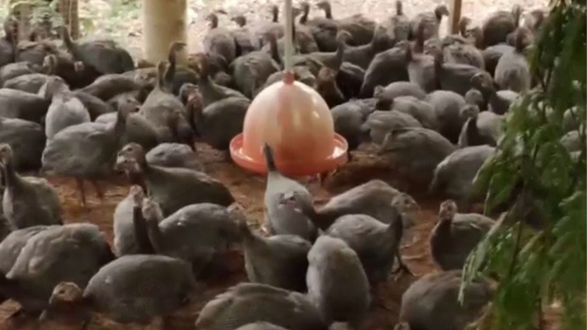 Casal investe na criação de galinha-d'angola para garantir o sustento da família