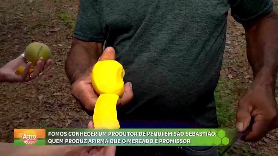 Conheça a produção de pequi gigante em São Sebastião (DF)