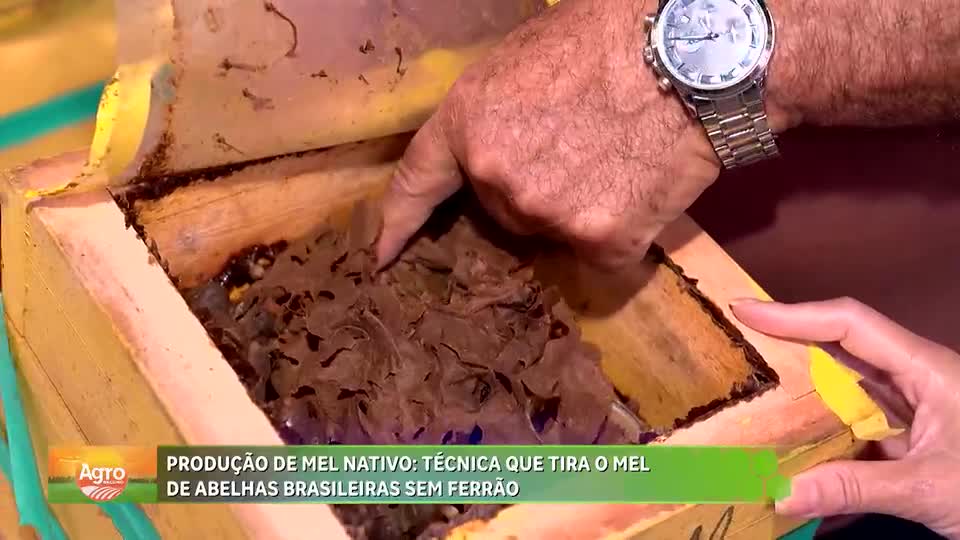 Produção de mel nativo: técnica tira o mel de abelhas brasileiras sem ferrão