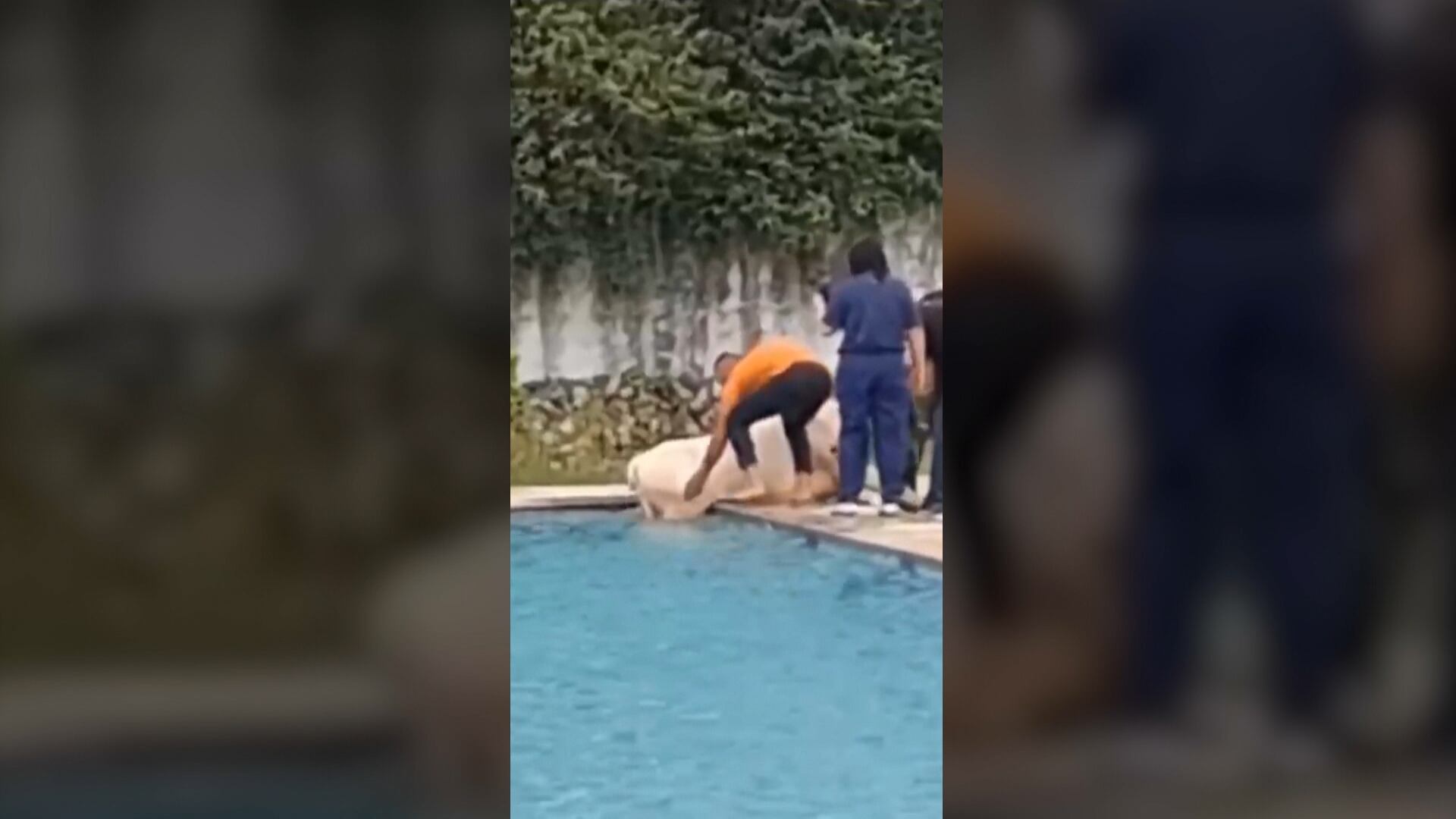 Vaca cai em piscina e é resgatada por policiais militares