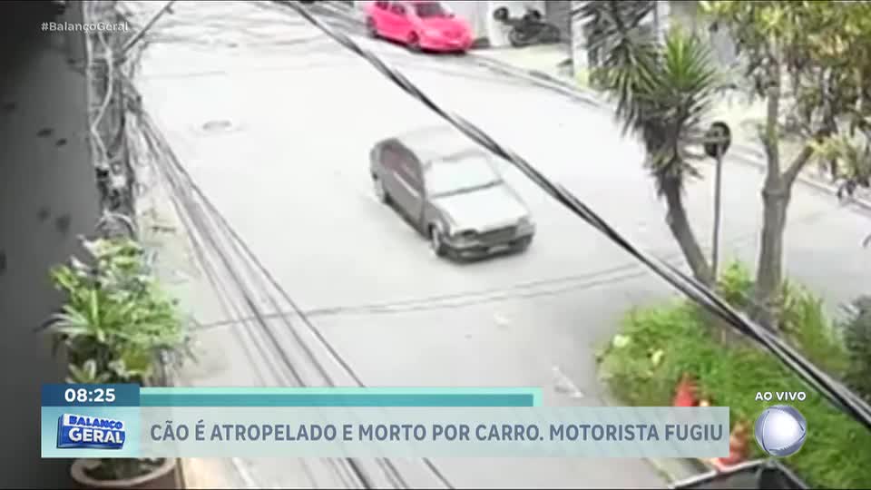 Motorista foge após atropelar e matar cachorro na Grande São Paulo