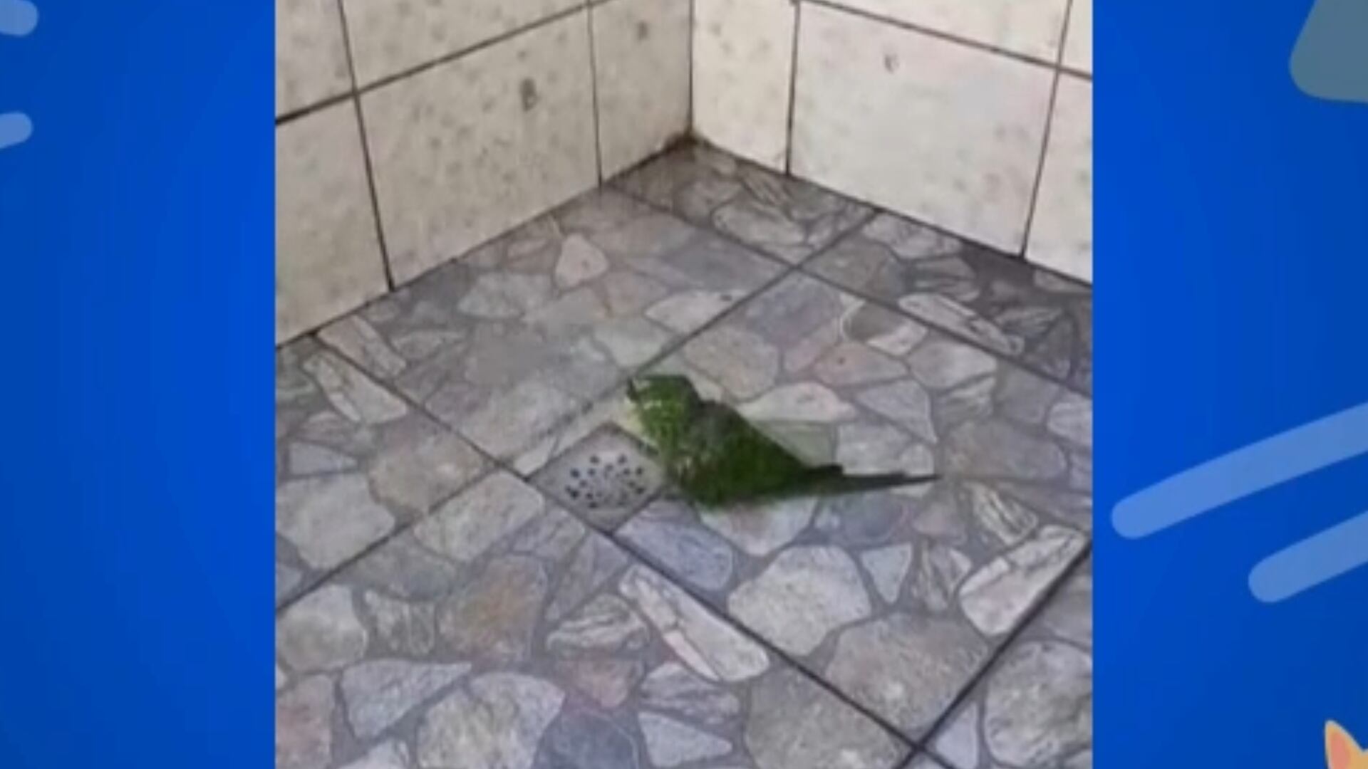 Veja a íntegra do 'Soltando os Bichos' deste domingo (8)