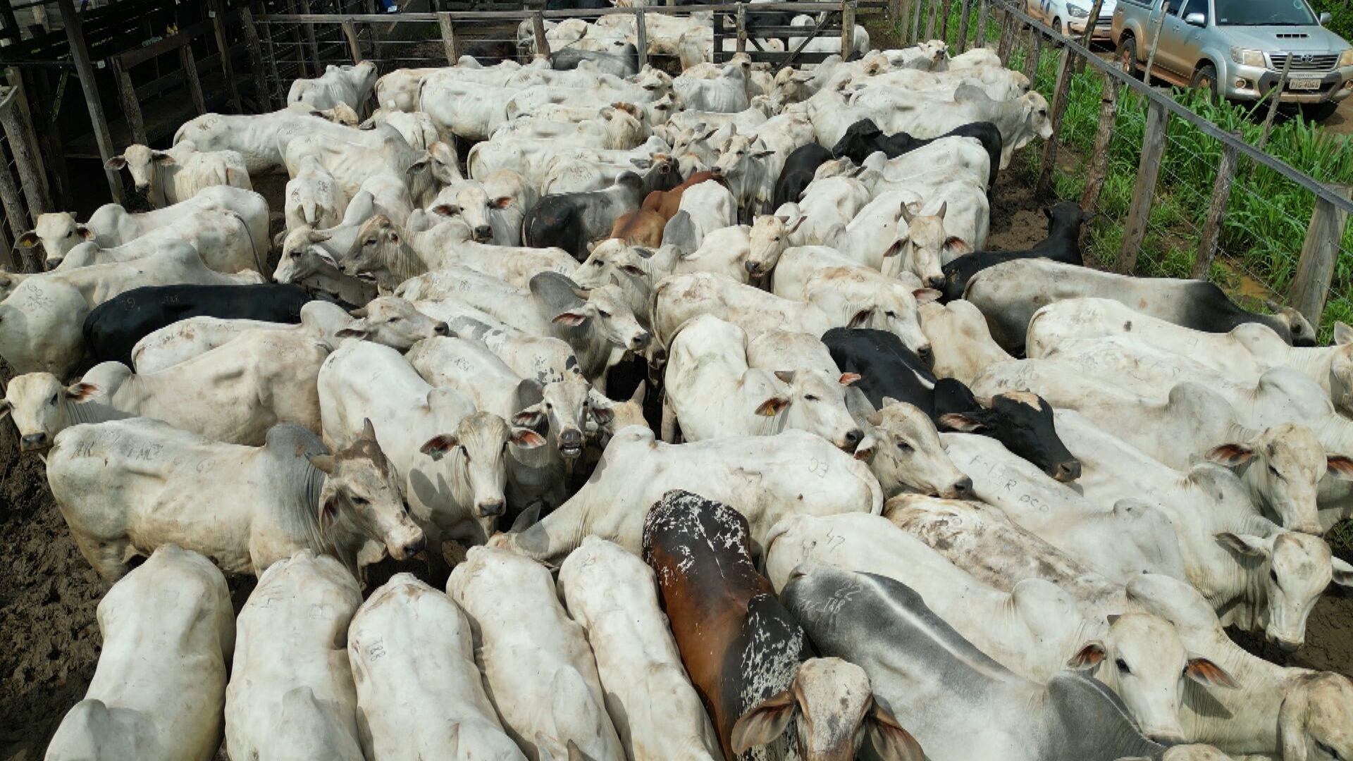 Produtores apostam em manejo intensivo para o gado de corte