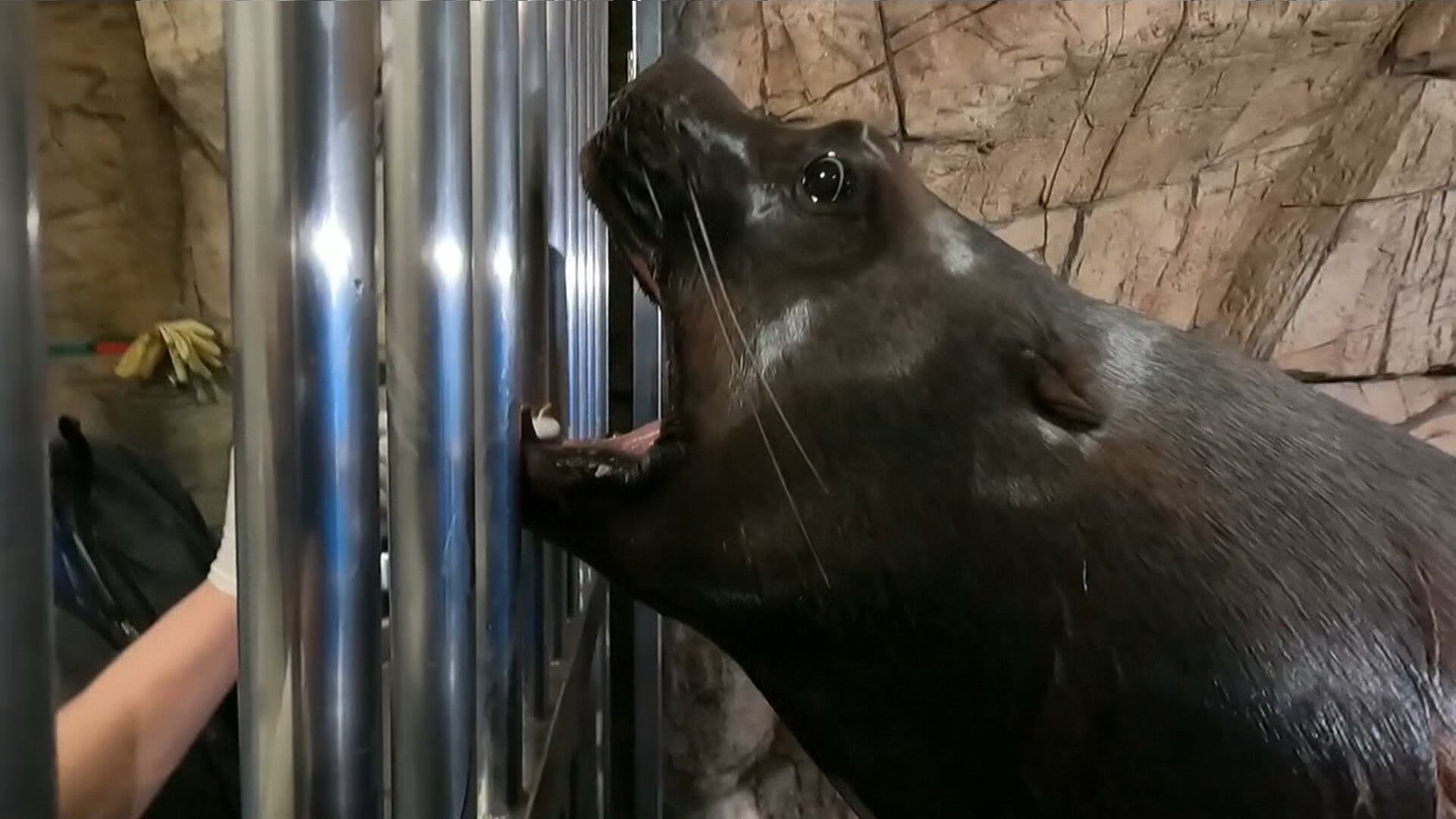 Mamífero desenvolve bons hábitos de higiene bucal