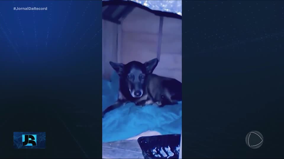 Minuto JR: Ministério Público de Santa Catarina pede exumação do corpo do cão Orelha