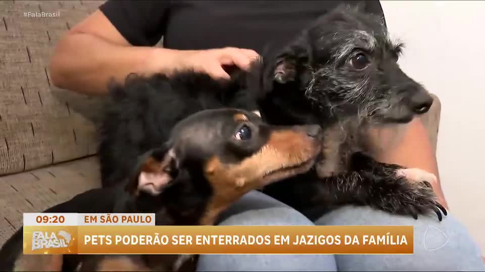 Pets podem ser enterrados em jazigos familiares em SP